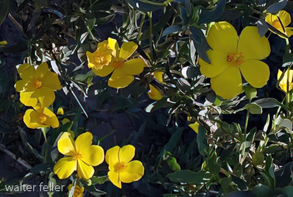 Paperflower Psilostrophe cooperi - Mojave Desert wildflower